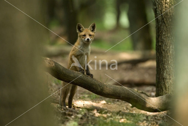 Fox (Vulpes vulpes)