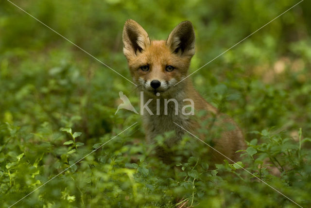 Vos (Vulpes vulpes)