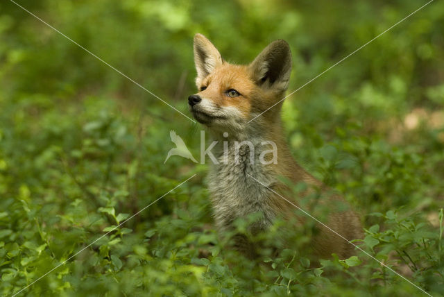 Fox (Vulpes vulpes)