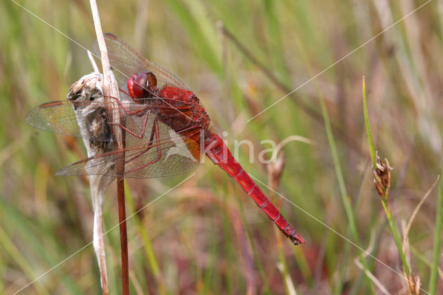 Scarlet Dragonfly (Crocothemis erythraea)