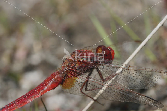 Scarlet Dragonfly (Crocothemis erythraea)