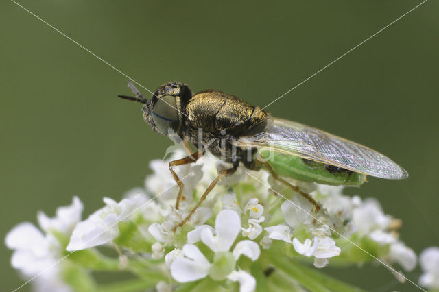 green colonel fly (Oplodontha viridula)