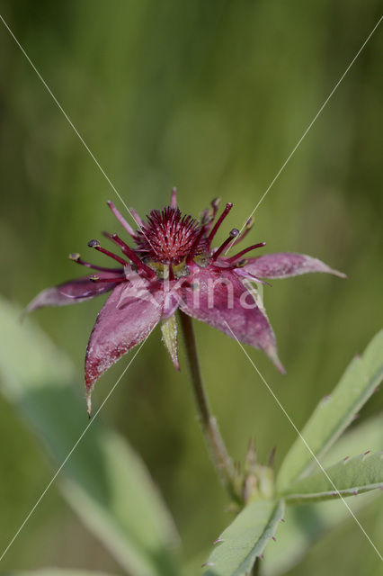 Wateraardbei (Potentilla palustris)