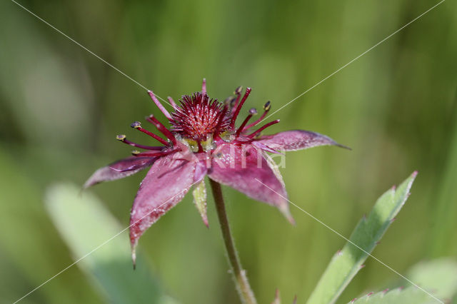 Wateraardbei (Potentilla palustris)