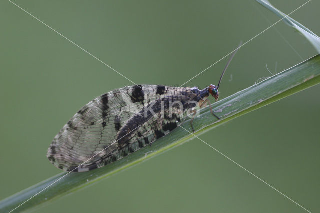 Watergaasvlieg (Osmylus fulvicephalus)