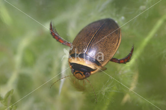 Waterbeetle (Graphoderus cinereus)