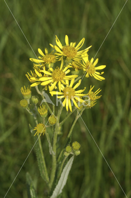 Marsh Ragwort (Senecio aquaticus)