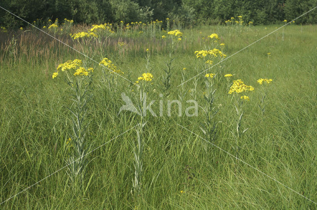 Marsh Ragwort (Senecio aquaticus)