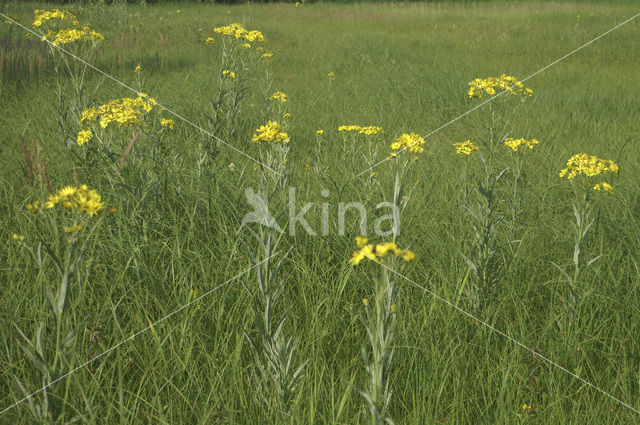 Marsh Ragwort (Senecio aquaticus)