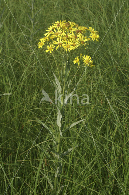 Marsh Ragwort (Senecio aquaticus)