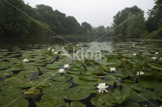 Waterlelie (Nymphaea hybride)