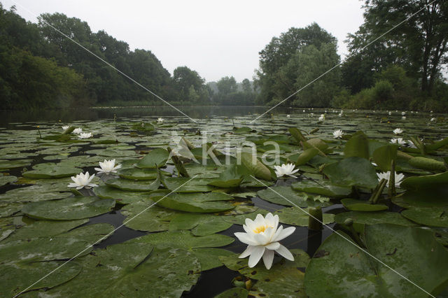 Waterlily (Nymphaea hybride)