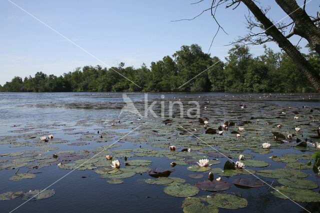 Waterlily (Nymphaea spec.)