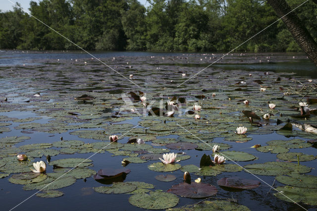 Waterlily (Nymphaea spec.)