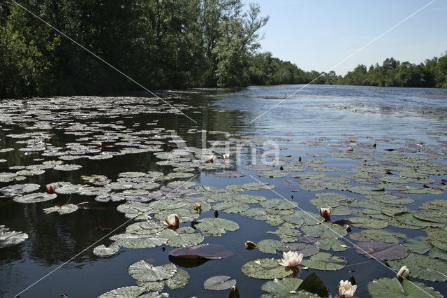 Waterlelie (Nymphaea spec.)