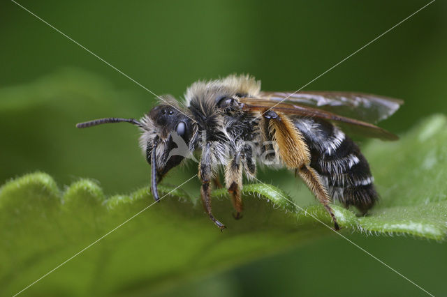 Banded Mining Bee (Andrena gravida)