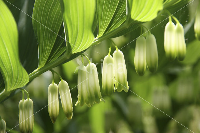 Angular Solomon’s seal (Polygonatum odoratum)