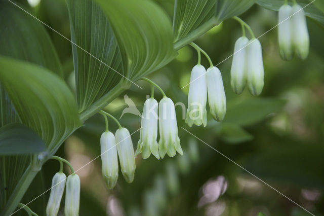 Angular Solomon’s seal (Polygonatum odoratum)