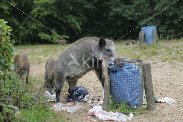 Wild Boar (Sus scrofa)