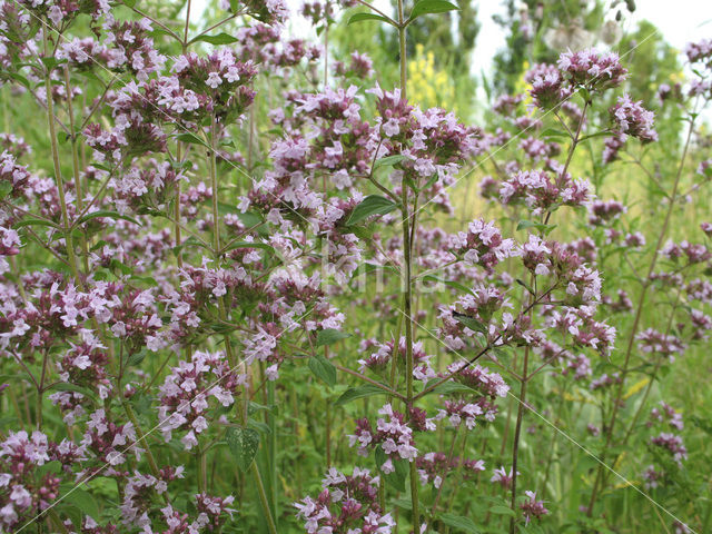 Wilde marjolein (Origanum vulgare)