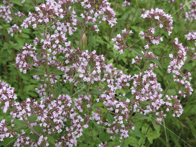 Wilde marjolein (Origanum vulgare)