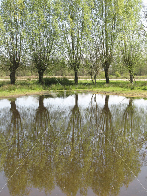 Willow (Salix)