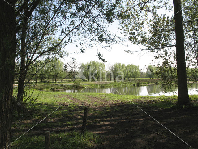 Willow (Salix)