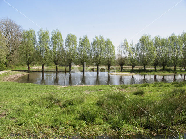 Willow (Salix)