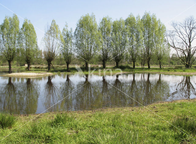 Willow (Salix)