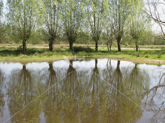 Willow (Salix)