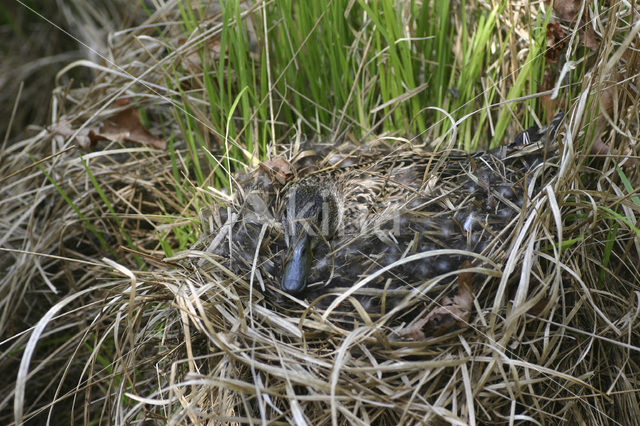 Green-winged Teal (Anas crecca)