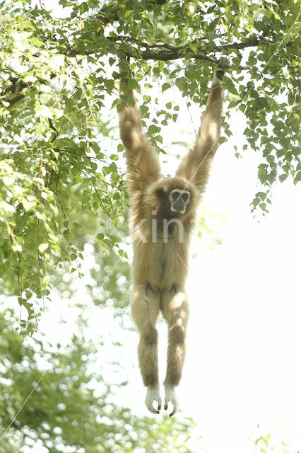 White-handed gibbon (Hylobates lar)