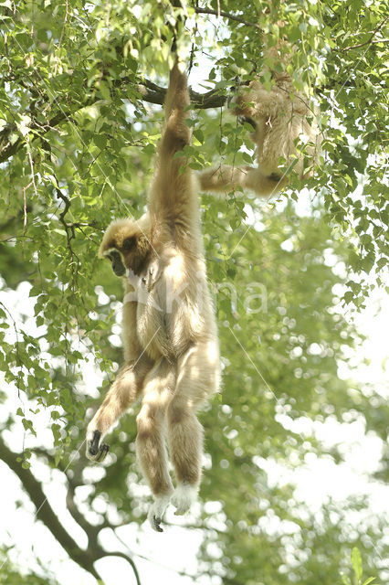 White-handed gibbon (Hylobates lar)