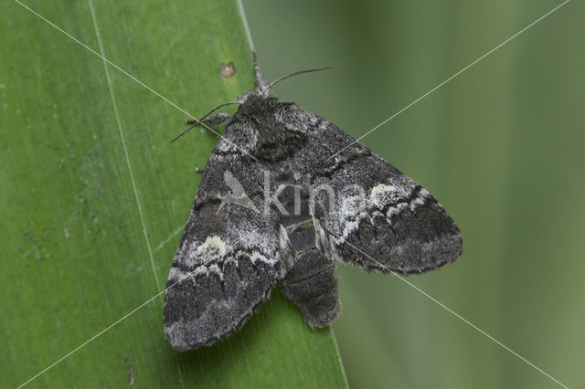 Oak Marbled Brown (Drymonia querna)