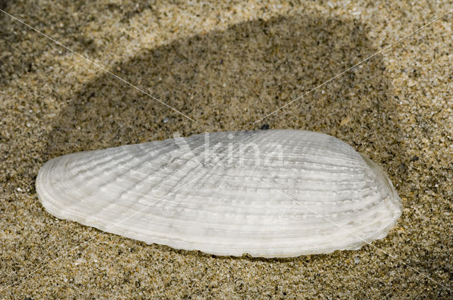 Witte boormossel (Barnea candida)