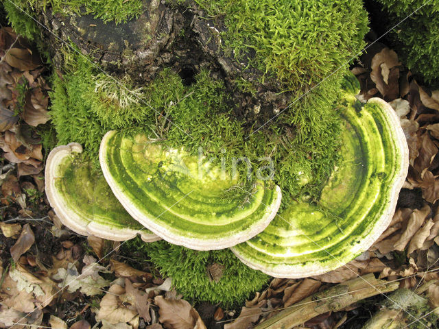 Witte bultzwam (Trametes gibbosa)