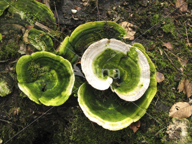 Witte bultzwam (Trametes gibbosa)