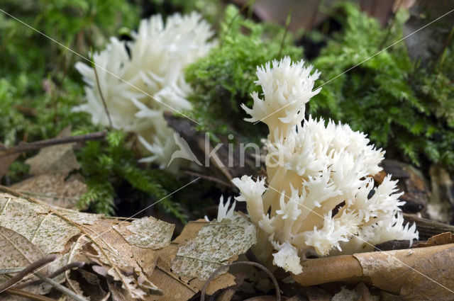 Witte koraalzwam (Clavulina coralloides)
