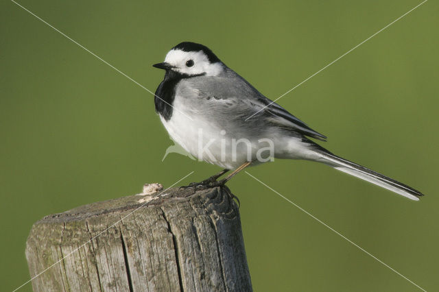 White Wagtail (Motacilla alba)