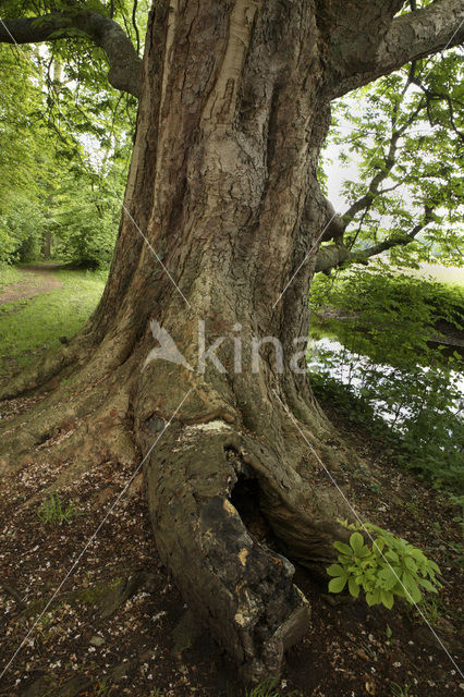 Horse-chestnut (Aesculus hippocastanum)