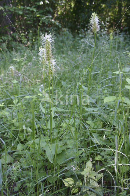 Witte rapunzel (Phyteuma spicatum ssp. spicatum)