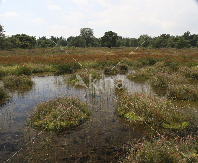 White Beak-sedge (Rhynchospora alba)