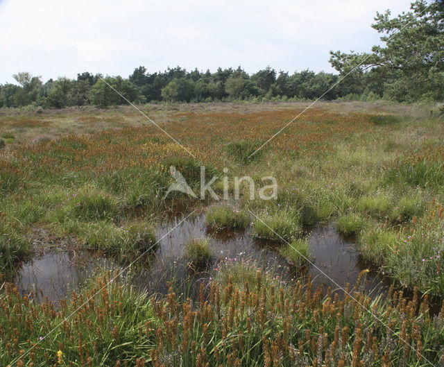 Witte snavelbies (Rhynchospora alba)