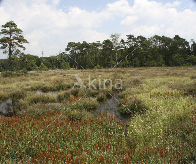 Witte snavelbies (Rhynchospora alba)