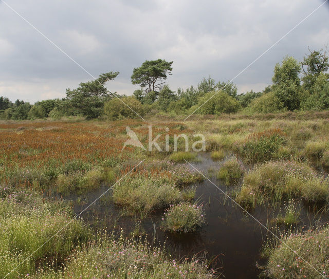 Witte snavelbies (Rhynchospora alba)