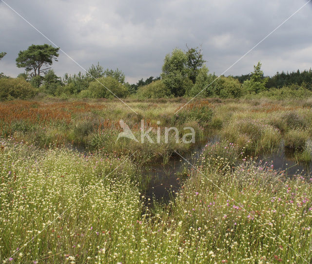 Witte snavelbies (Rhynchospora alba)