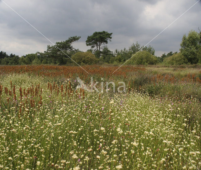 Witte snavelbies (Rhynchospora alba)