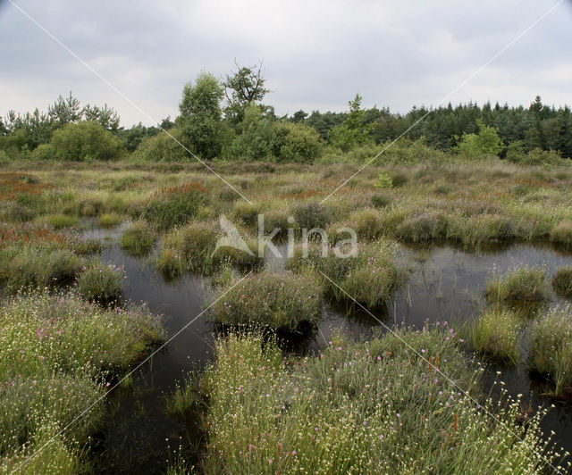 Witte snavelbies (Rhynchospora alba)