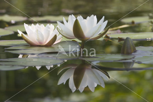 Witte waterlelie (Nymphaea alba)