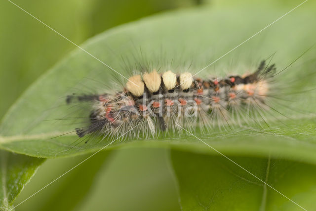The Vapourer (Orgyia antiqua)